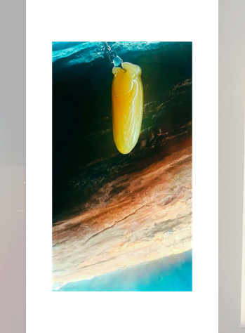 1" Yellow Nephrite Jade Cicada Hand Carved Pendant